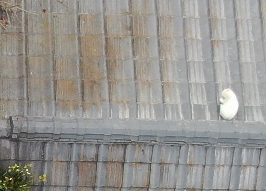 猫.jpg